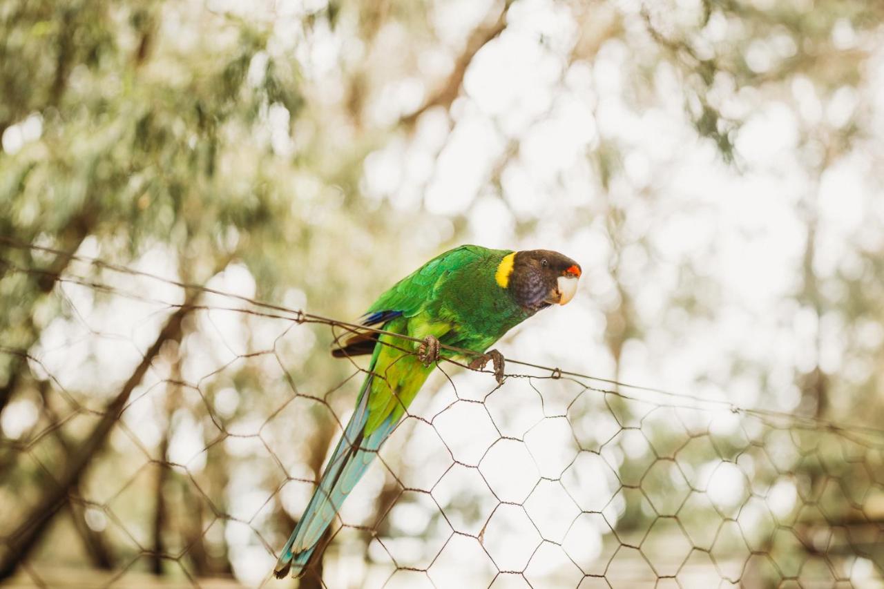 Margaret River Holiday Cottages Buitenkant foto