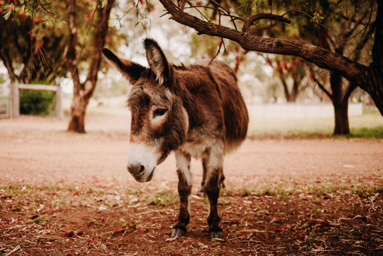 Margaret River Holiday Cottages Buitenkant foto
