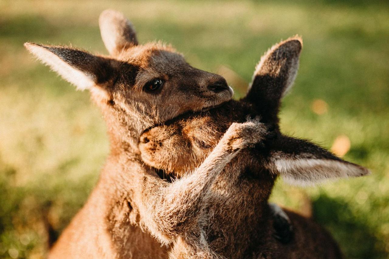 Margaret River Holiday Cottages Buitenkant foto